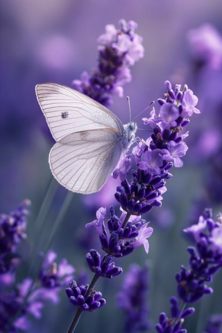 LavandinaLuxe lavanda